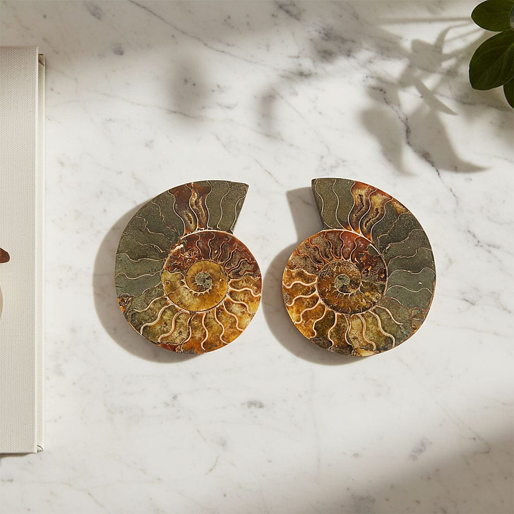 Ammonite Pair 6 Inch To 7 Inch 5443ctw