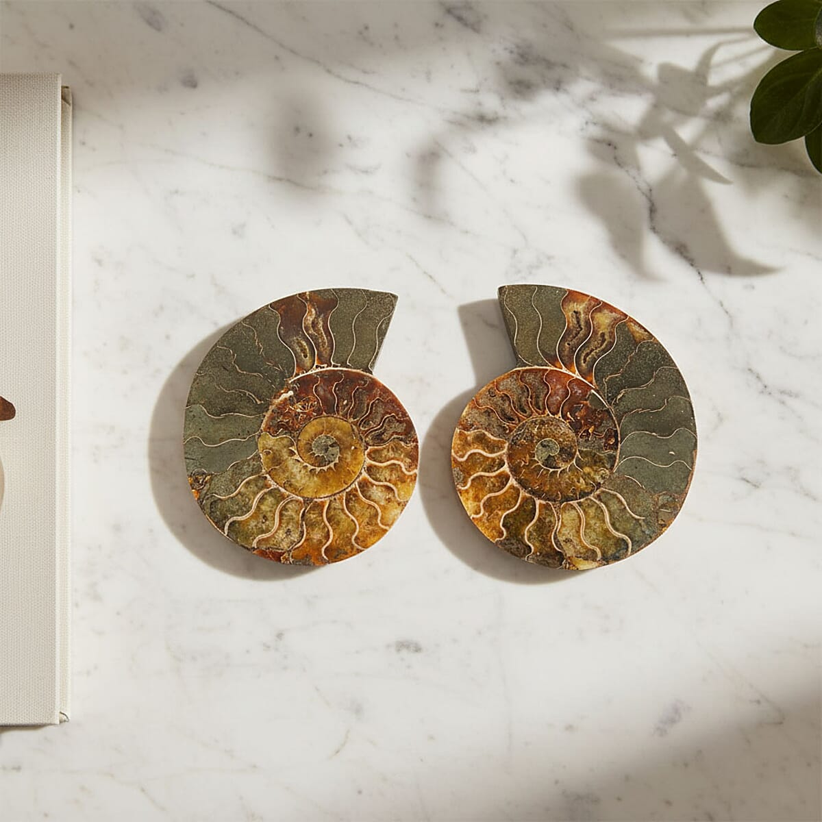 Ammonite&nbsp;Pair 6&nbsp;Inch To 7 Inch 5443ctw image number 1