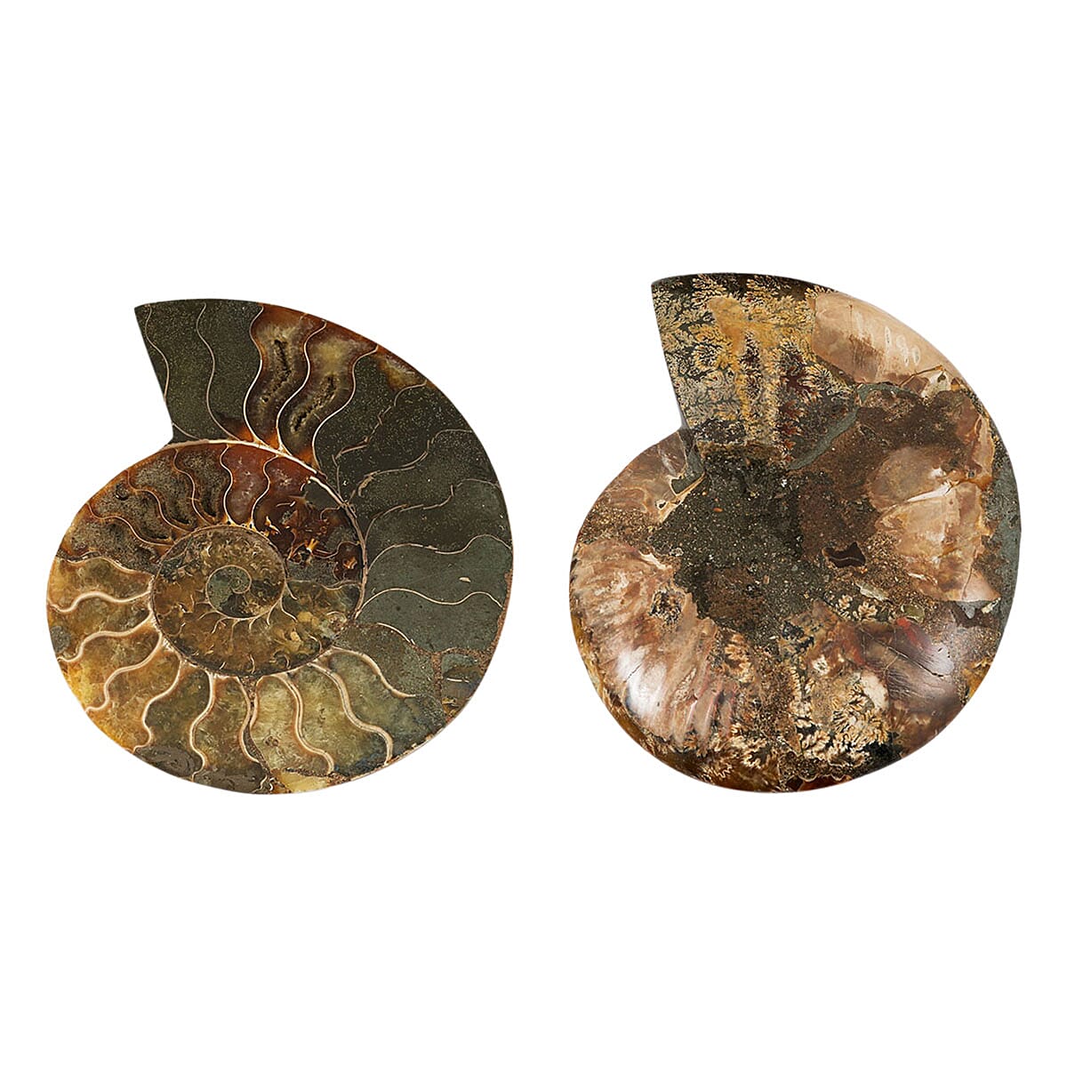 Ammonite&nbsp;Pair 6&nbsp;Inch To 7 Inch 5443ctw image number 2