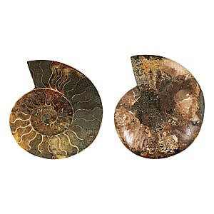 Ammonite&nbsp;Pair 6&nbsp;Inch To 7 Inch 5443ctw