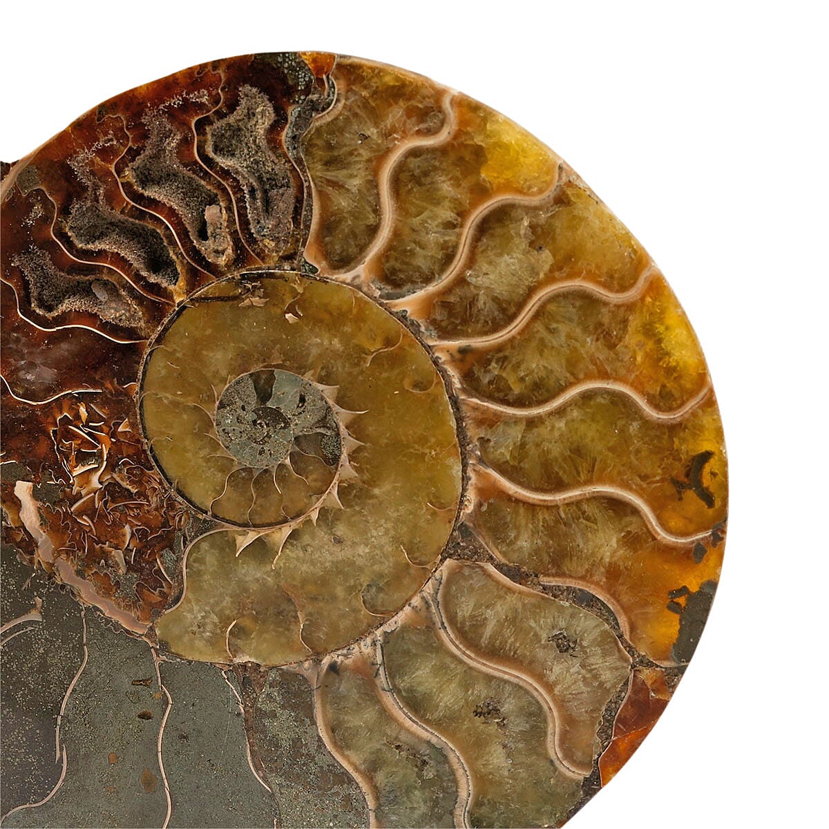 Ammonite Pair 6 Inch To 7 Inch 5443ctw