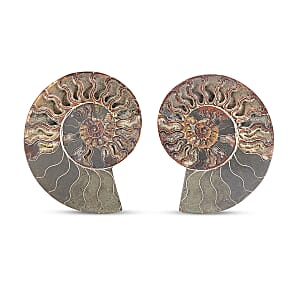 Ammonite Pair 7 Inch To 8 Inch 5896ctw