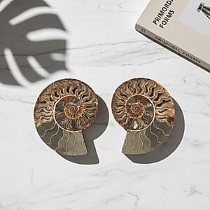 Ammonite Pair 7 Inch To 8 Inch 5896ctw