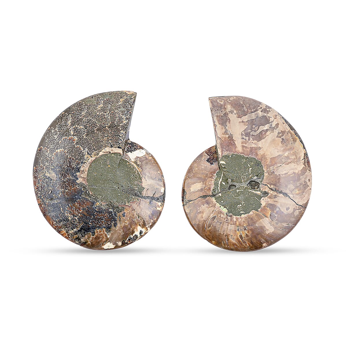Ammonite Pair 7 Inch To 8 Inch 5896ctw image number 1