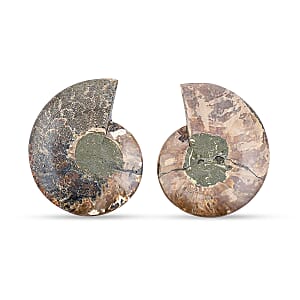 Ammonite Pair 7 Inch To 8 Inch 5896ctw