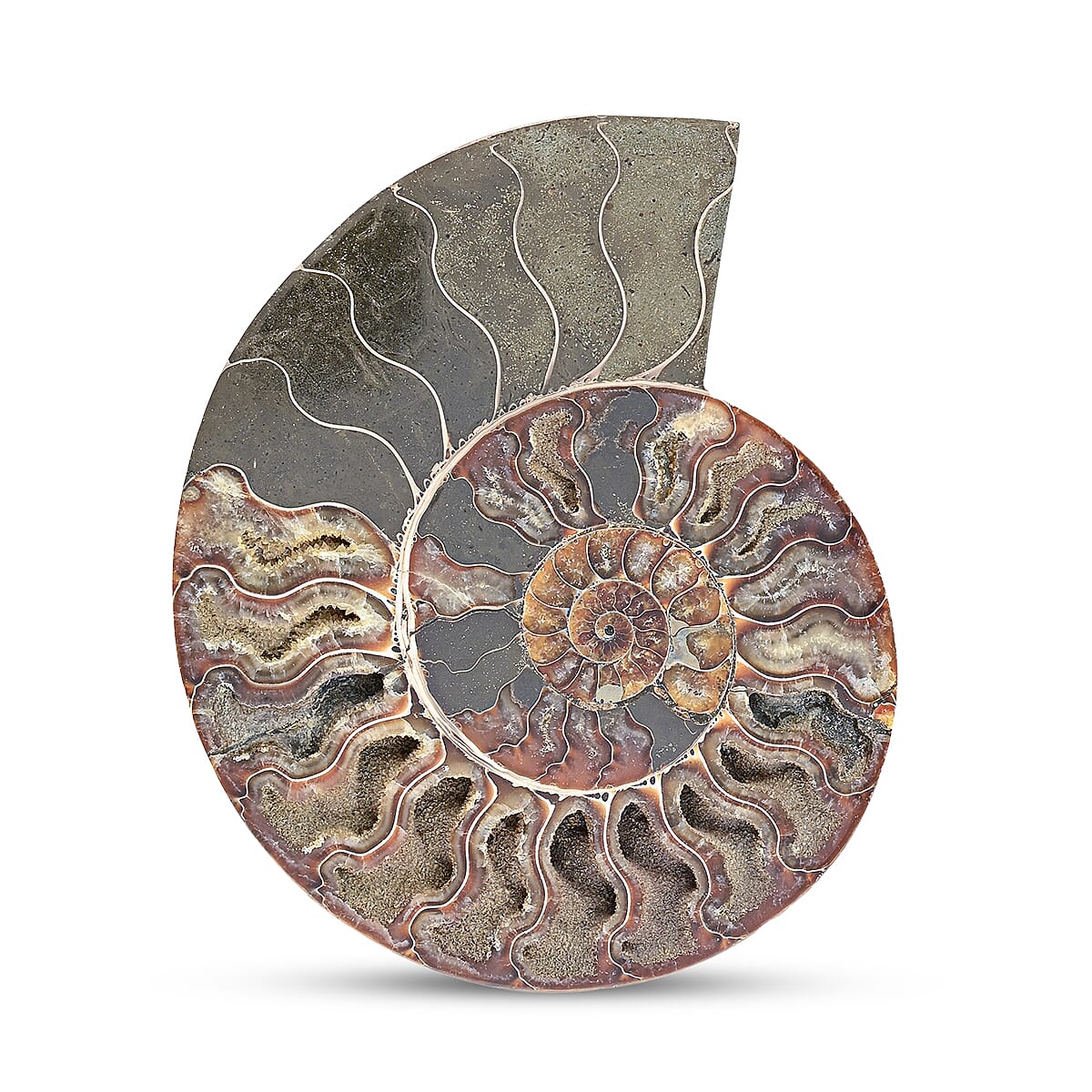 Ammonite Pair 7 Inch To 8 Inch 5896ctw image number 2