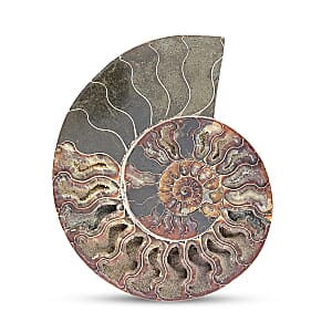 Ammonite Pair 7 Inch To 8 Inch 5896ctw