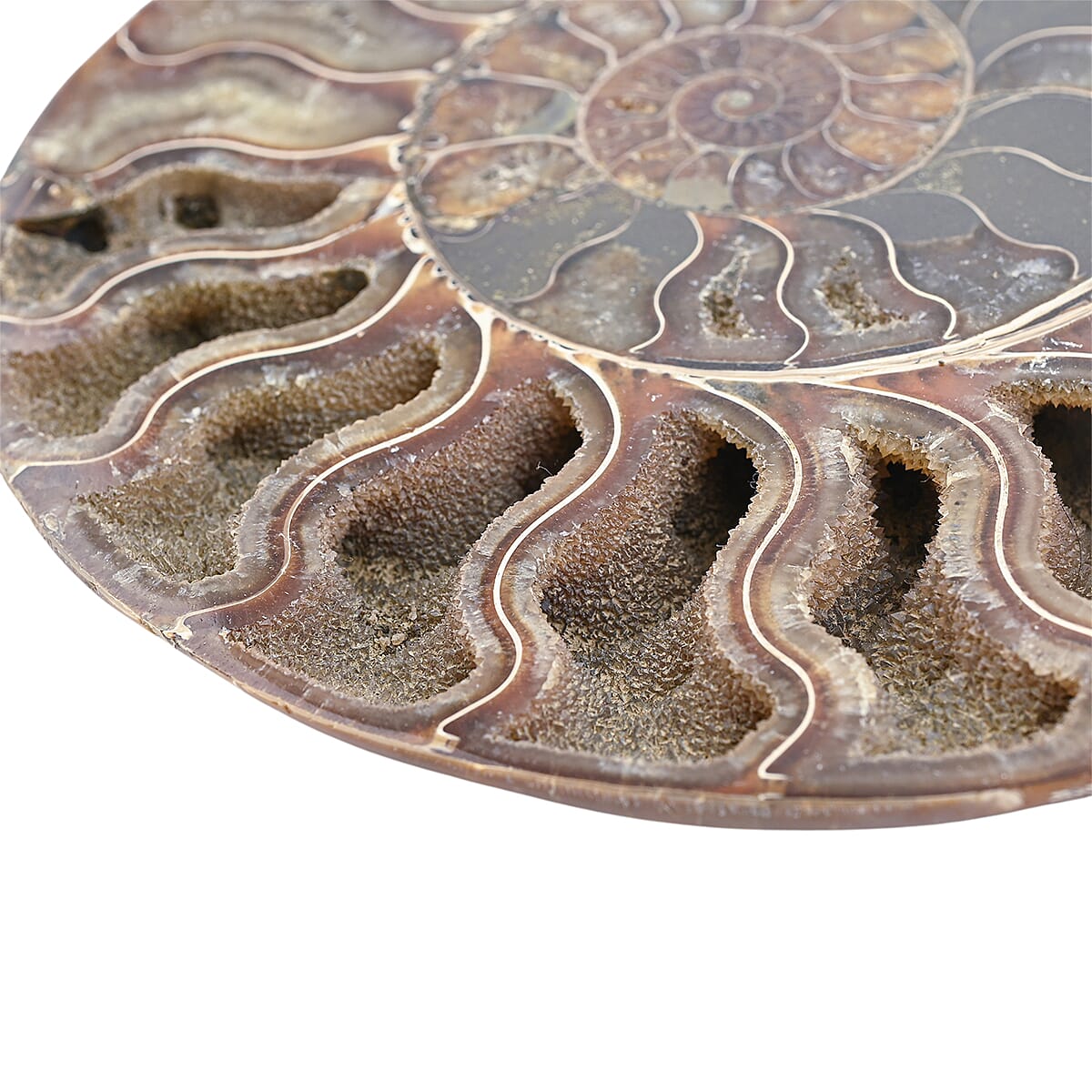 Ammonite Pair 7 Inch To 8 Inch 5896ctw image number 3