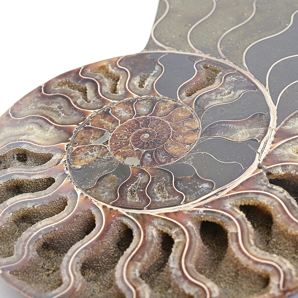Ammonite Pair 7 Inch To 8 Inch 5896ctw image number 4
