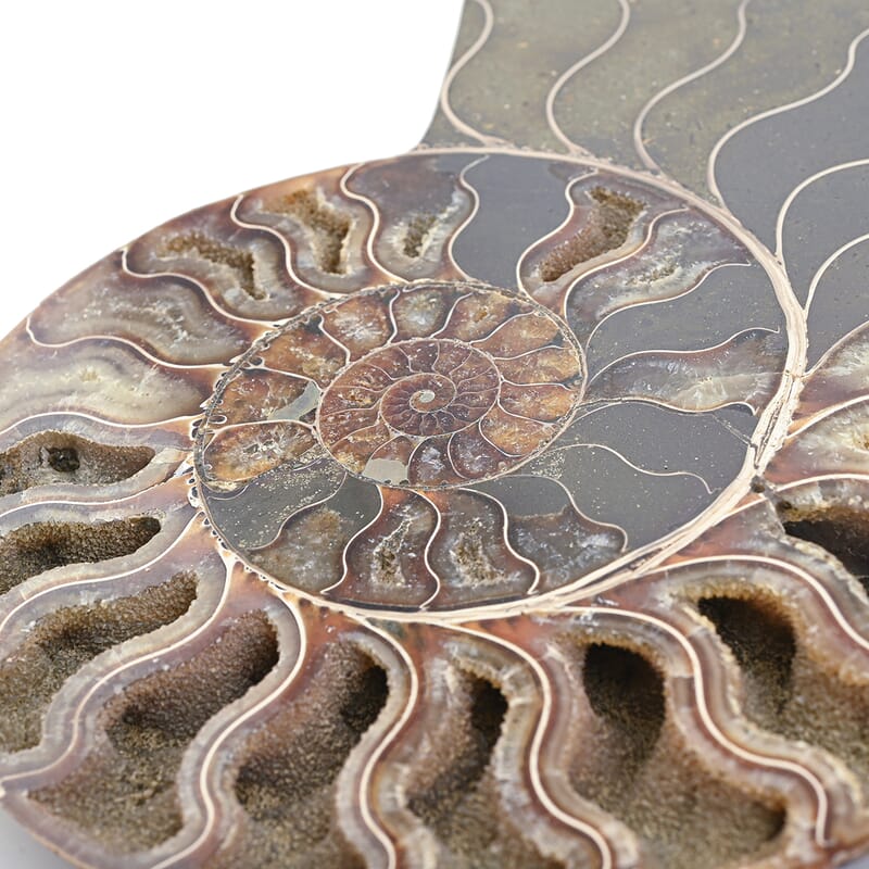 Ammonite Pair 7 Inch To 8 Inch 5896ctw