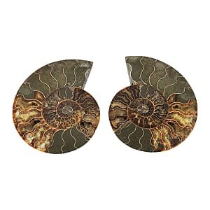Ammonite&nbsp;Pair 8 Inch To 9 Inch 7711ctw
