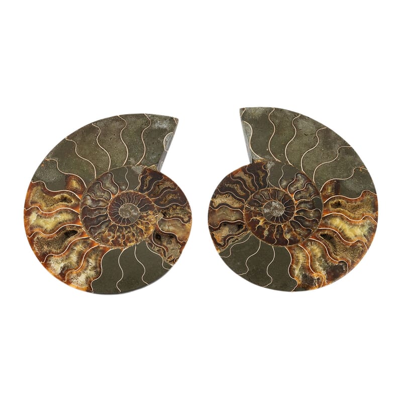 Ammonite Pair 8 Inch To 9 Inch 7711ctw
