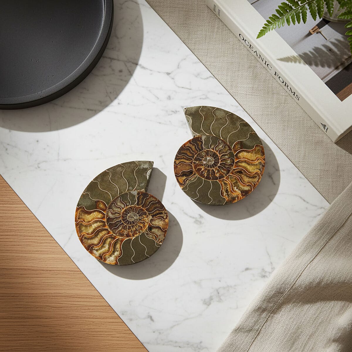 Ammonite&nbsp;Pair 8 Inch To 9 Inch 7711ctw image number 1