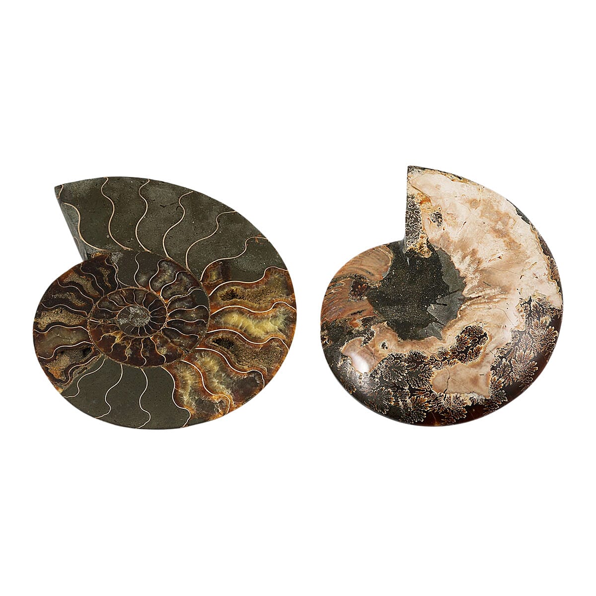 Ammonite&nbsp;Pair 8 Inch To 9 Inch 7711ctw image number 2