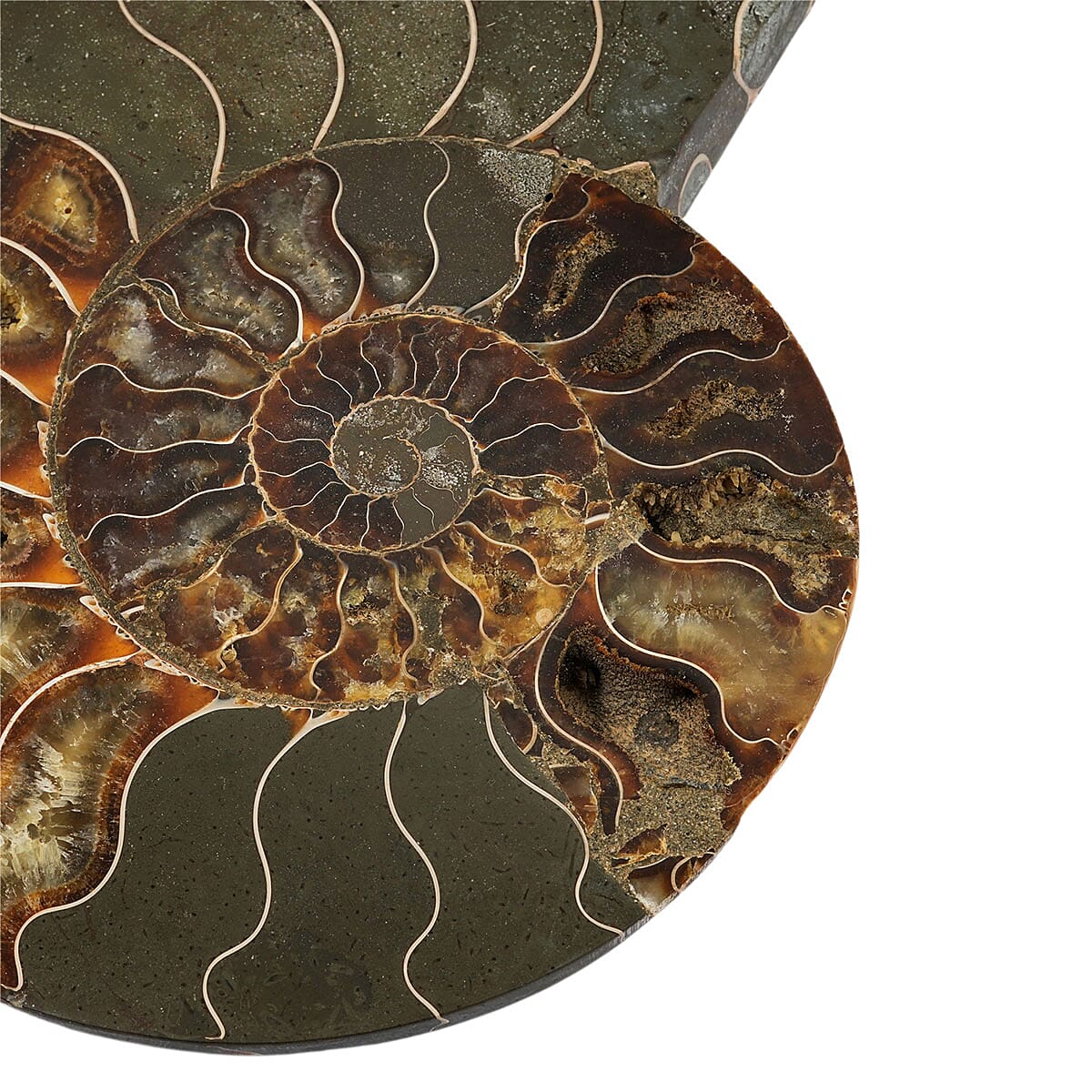 Ammonite&nbsp;Pair 8 Inch To 9 Inch 7711ctw image number 3