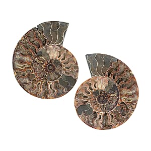 Ammonite&nbsp;Pair 9 Inch To 10 Inch 10886ctw