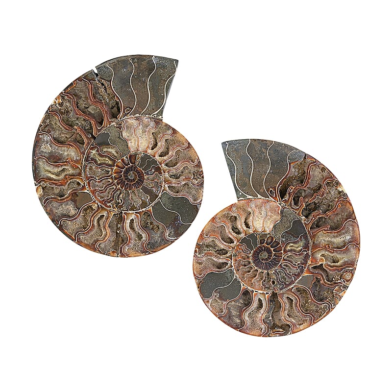 Ammonite Pair 9 Inch To 10 Inch 10886ctw