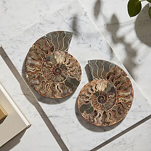Ammonite&nbsp;Pair 9 Inch To 10 Inch 10886ctw