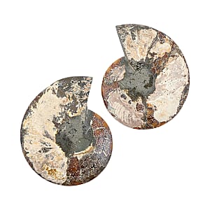 Ammonite&nbsp;Pair 9 Inch To 10 Inch 10886ctw
