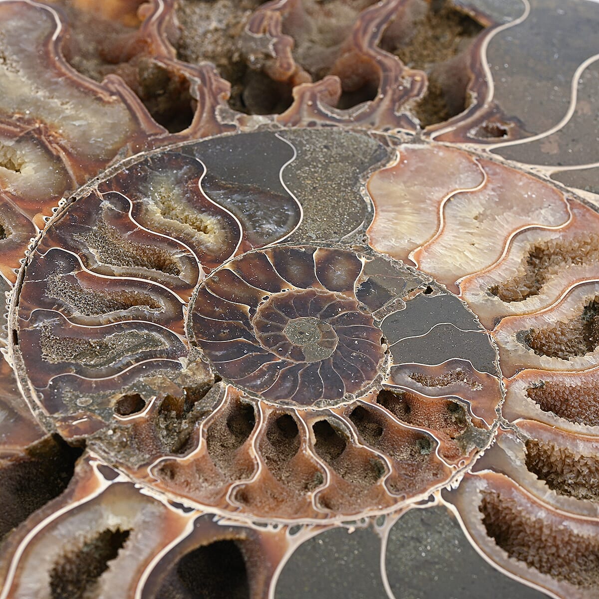 Ammonite&nbsp;Pair 9 Inch To 10 Inch 10886ctw image number 3