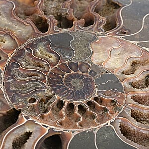 Ammonite&nbsp;Pair 9 Inch To 10 Inch 10886ctw