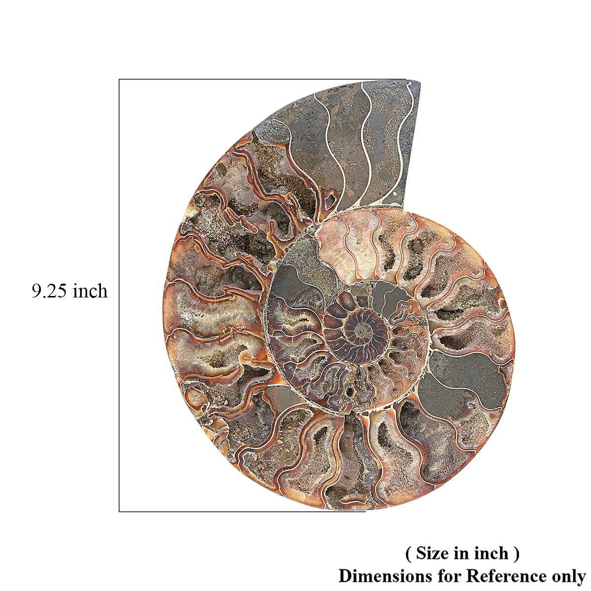 Ammonite&nbsp;Pair 9 Inch To 10 Inch 10886ctw image number 4