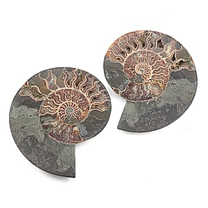 Ammonite&nbsp;Pair 10 Inch To 11 Inch 17236ctw