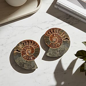 Ammonite&nbsp;Pair 10 Inch To 11 Inch 17236ctw