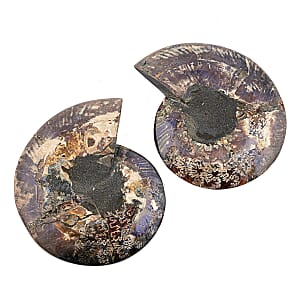 Ammonite&nbsp;Pair 10 Inch To 11 Inch 17236ctw