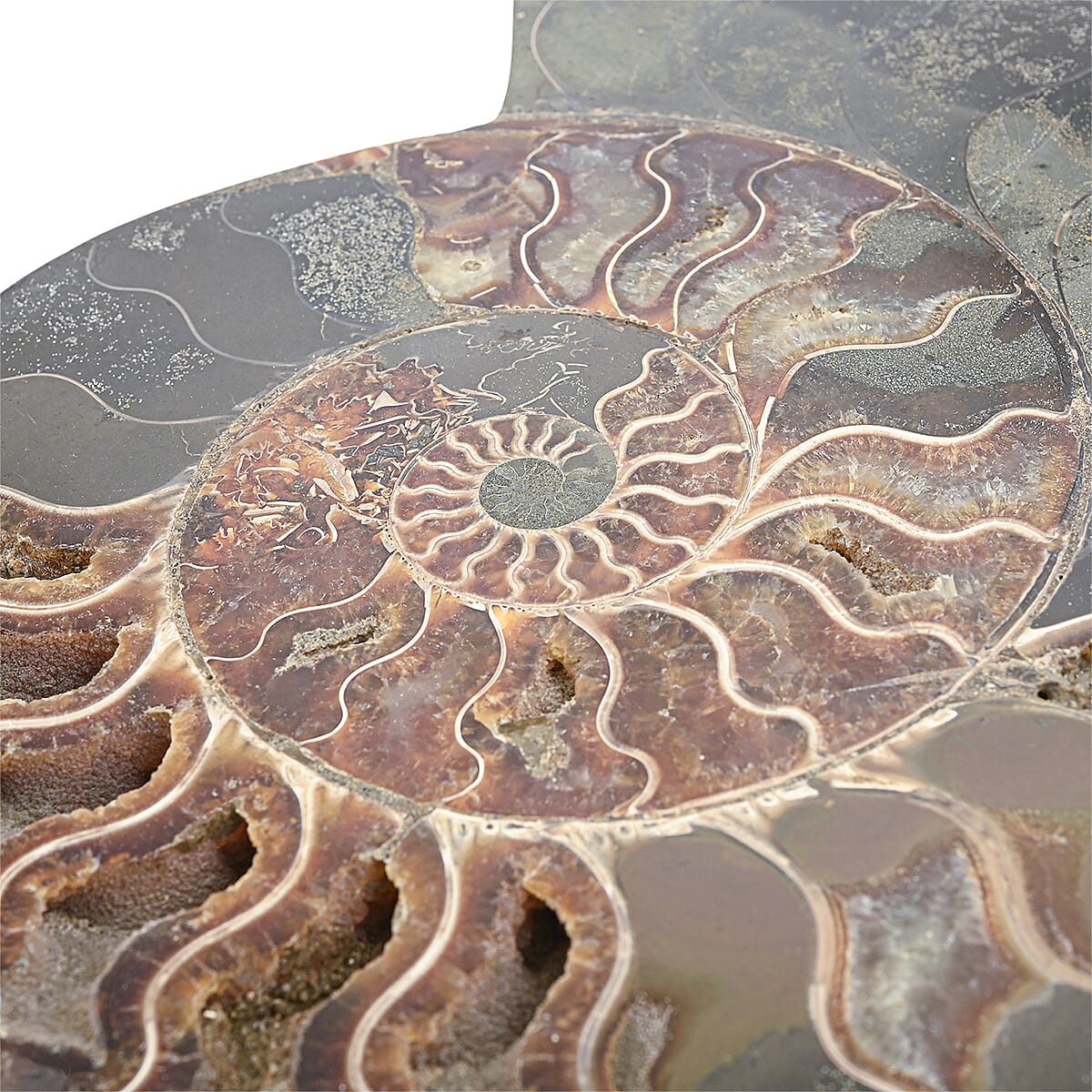 Ammonite&nbsp;Pair 10 Inch To 11 Inch 17236ctw image number 3