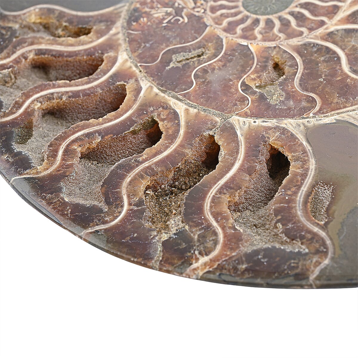 Ammonite&nbsp;Pair 10 Inch To 11 Inch 17236ctw image number 4