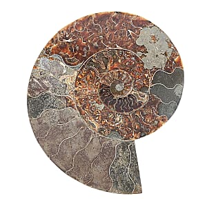 Ammonite&nbsp;Pair 12 Inch 27669ctw