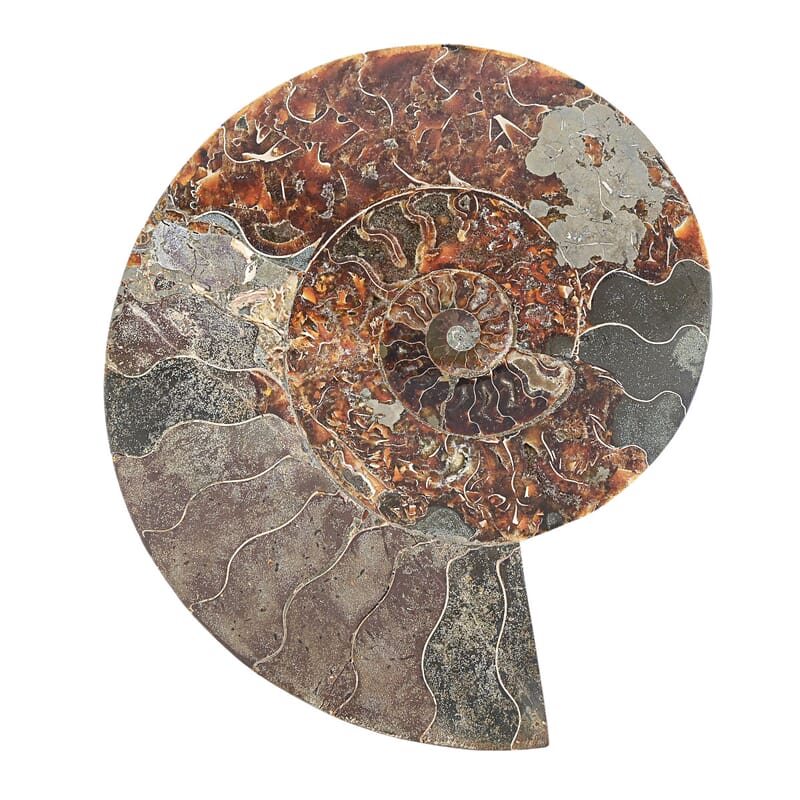 Ammonite Pair 12 Inch 27669ctw