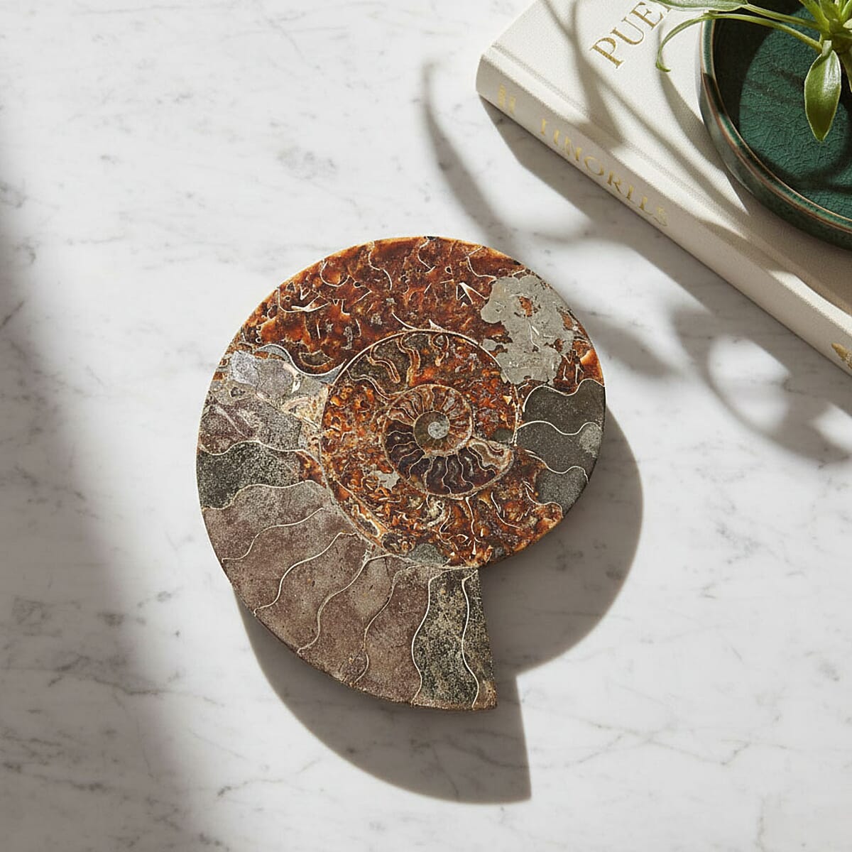 Ammonite&nbsp;Pair 12 Inch 27669ctw image number 1