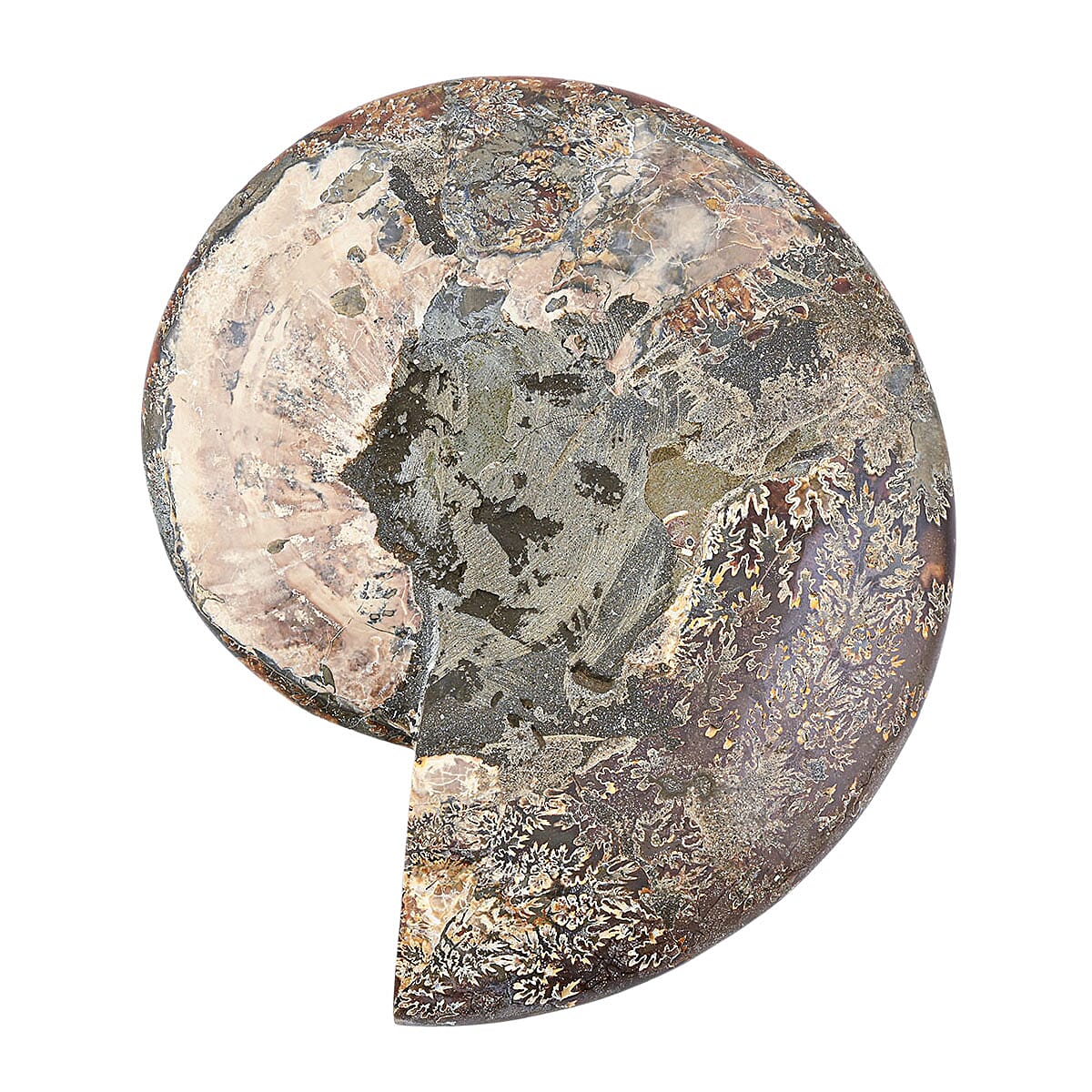 Ammonite&nbsp;Pair 12 Inch 27669ctw image number 2