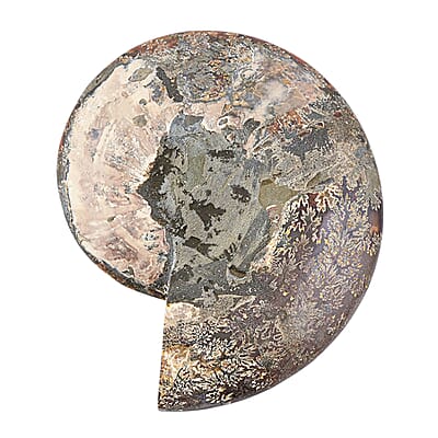 Ammonite Pair 12 Inch 27669ctw