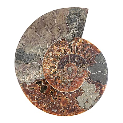 Ammonite Pair 12 Inch 27669ctw