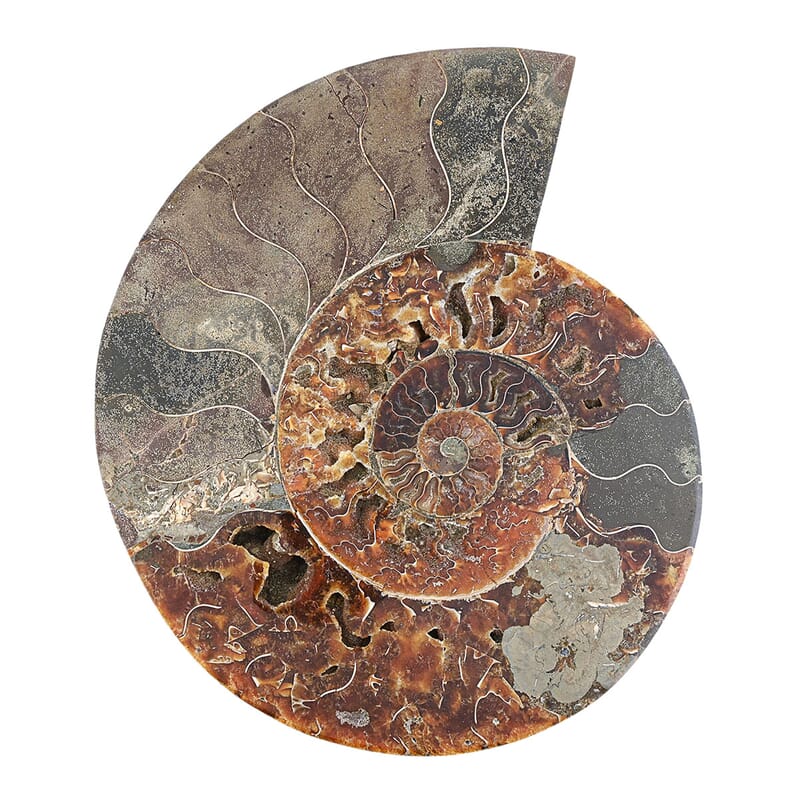 Ammonite Pair 12 Inch 27669ctw