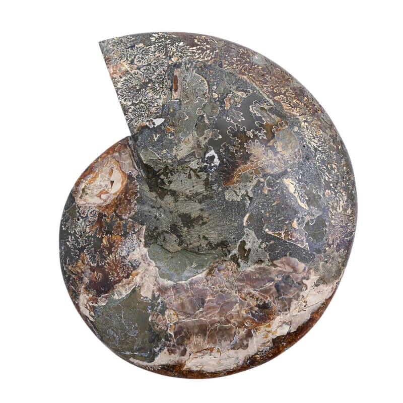 Ammonite Pair 12 Inch 27669ctw