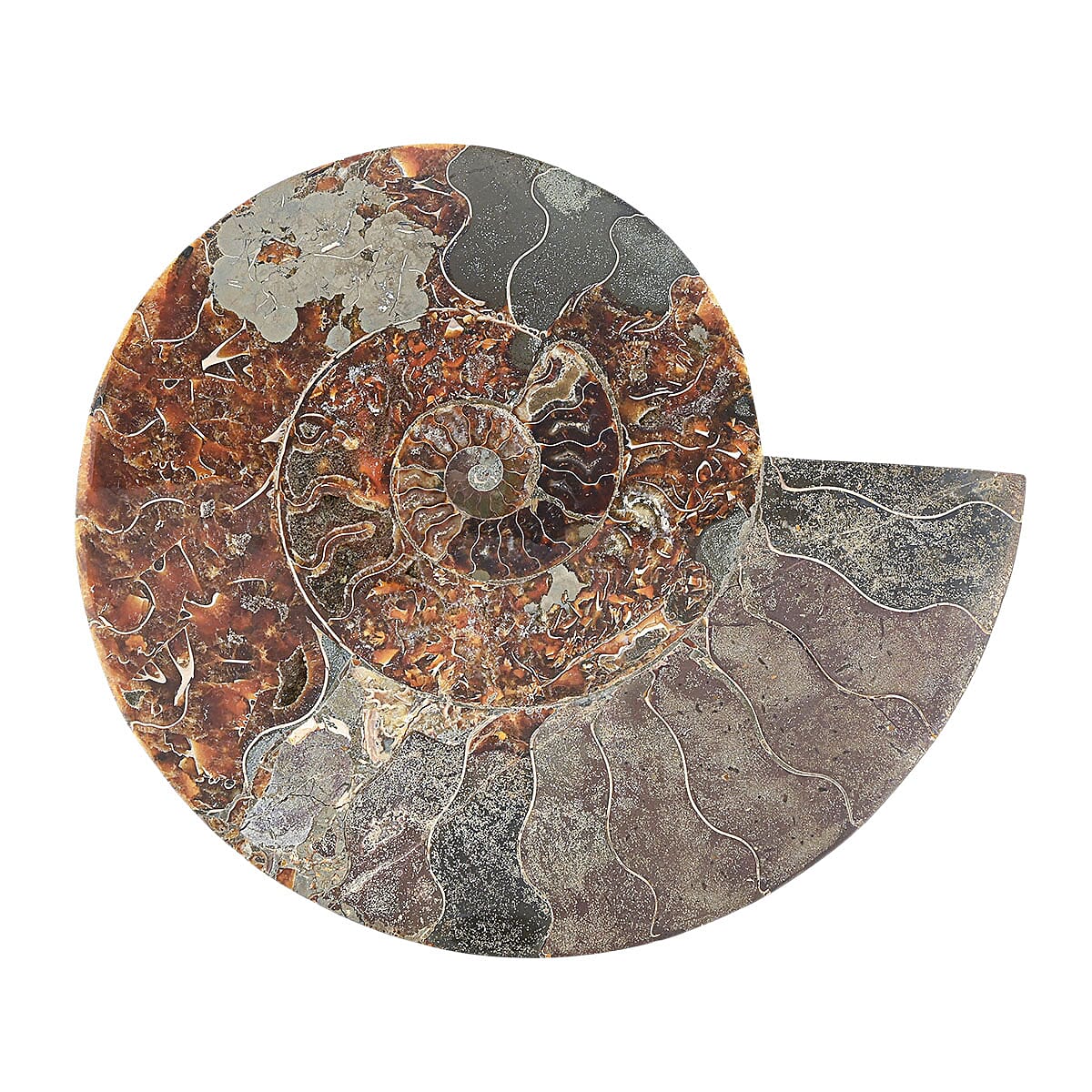 Ammonite&nbsp;Pair 12 Inch 27669ctw image number 5