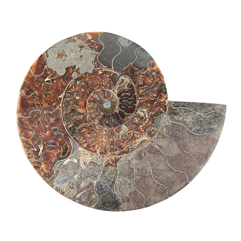 Ammonite Pair 12 Inch 27669ctw