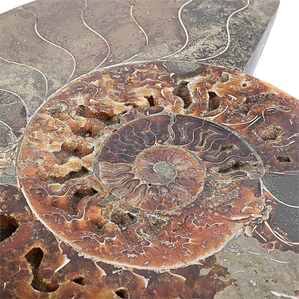 Ammonite&nbsp;Pair 12 Inch 27669ctw image number 6
