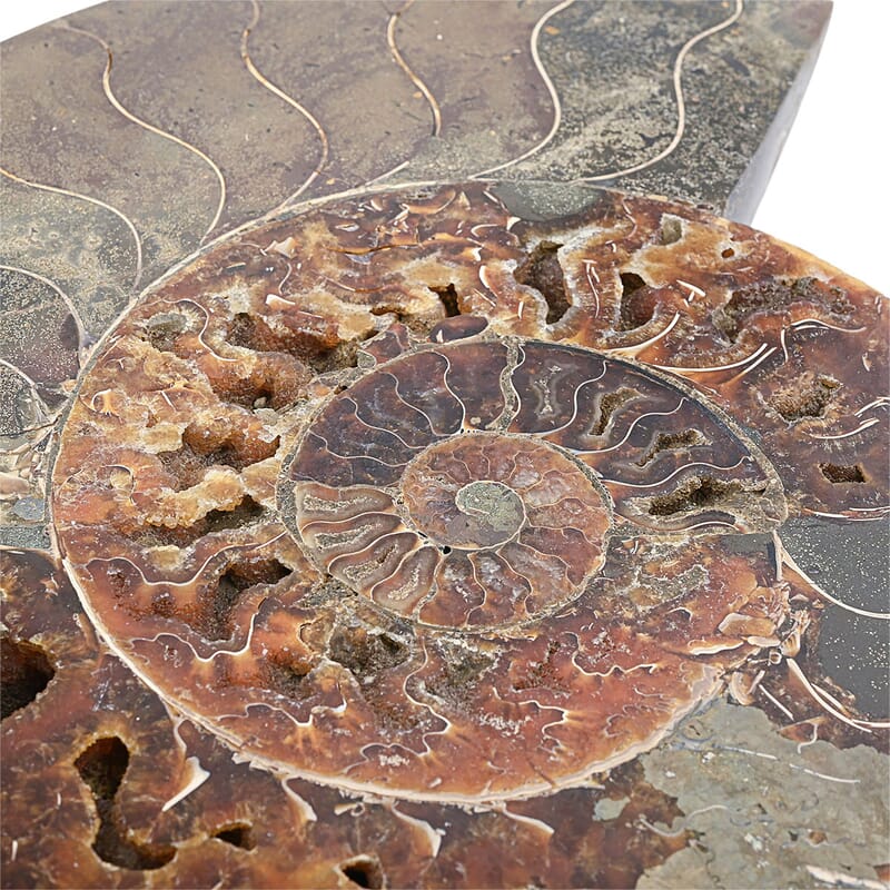 Ammonite Pair 12 Inch 27669ctw