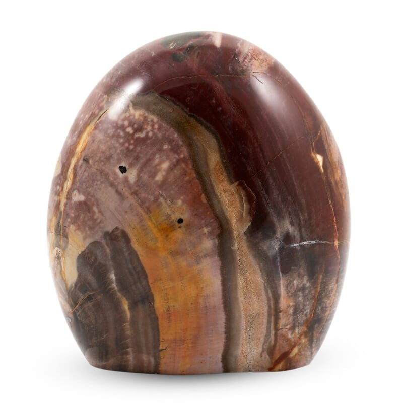 Petrified Wood Freeform -Large 4989ctw