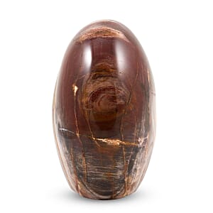 Petrified Wood Freeform -Large 4989ctw