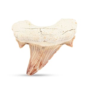 Shark Tooth - White