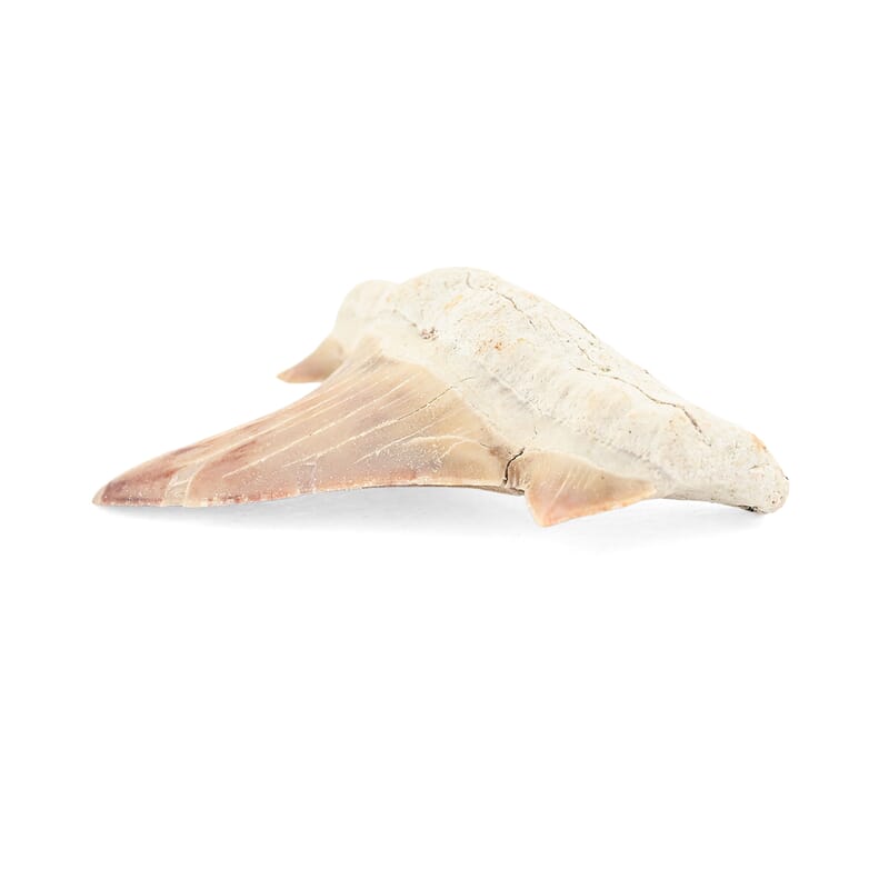 Shark Tooth - White