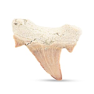 Shark Tooth - White