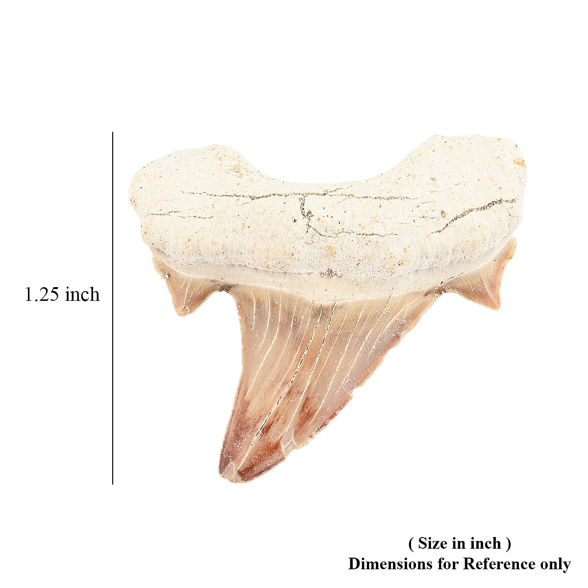 Shark Tooth - White image number 4