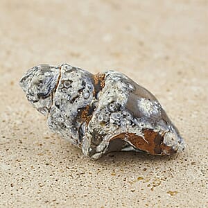 Agate Fossil Shells XS